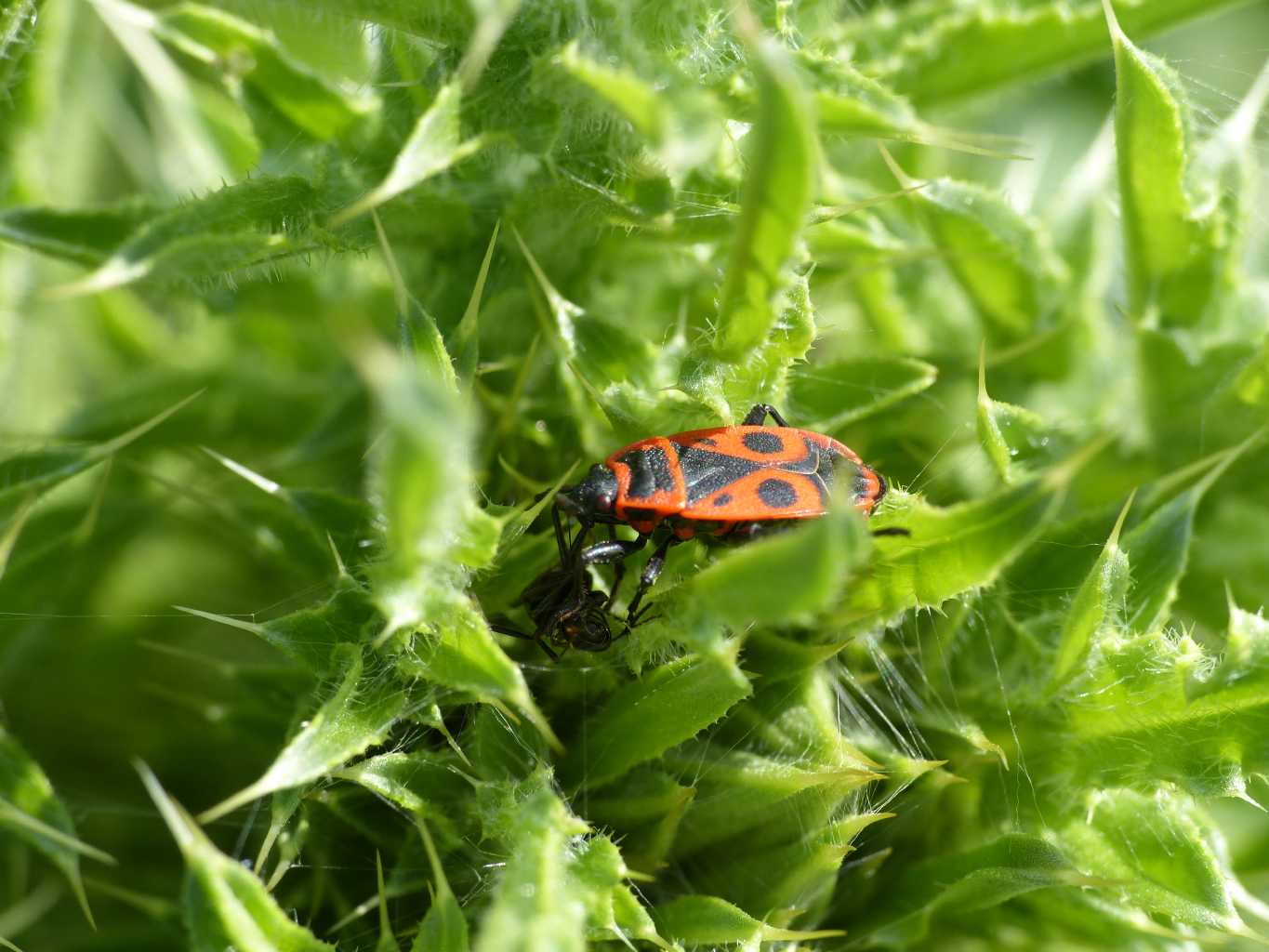 Pyrrhocoris apterus che succhia una formica